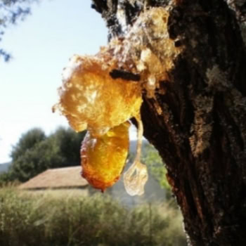 Natural Glue-Types of Glue by Composition